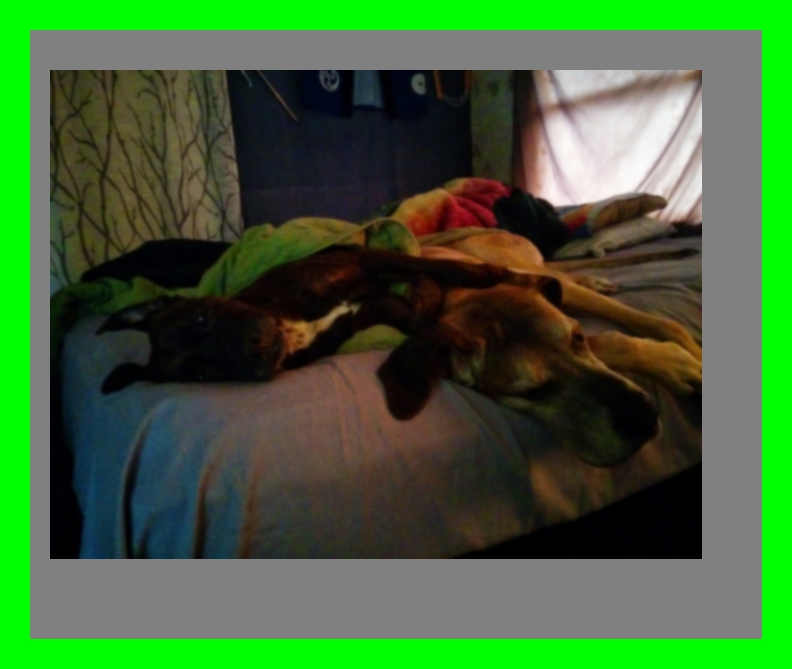 This is another modified picture of my dogs.