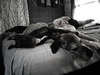 This is yet another modified picture of my dogs.